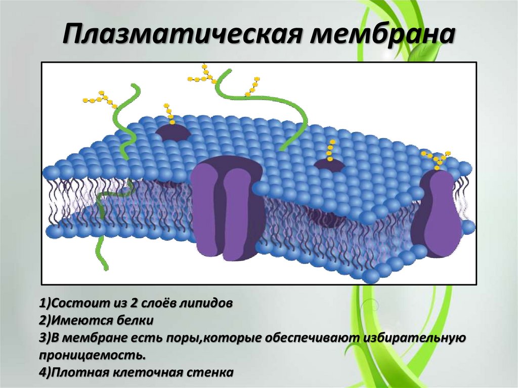 Плазматическая мембрана клетки состоит