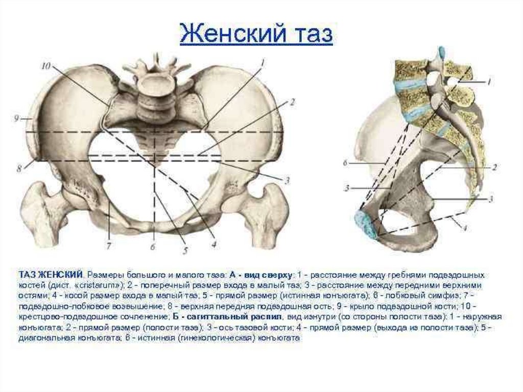 Истинная конъюгата. Размеры малого таза в акушерстве. Конъюгаты таза анатомия. Большой таз и малый таз анатомия.