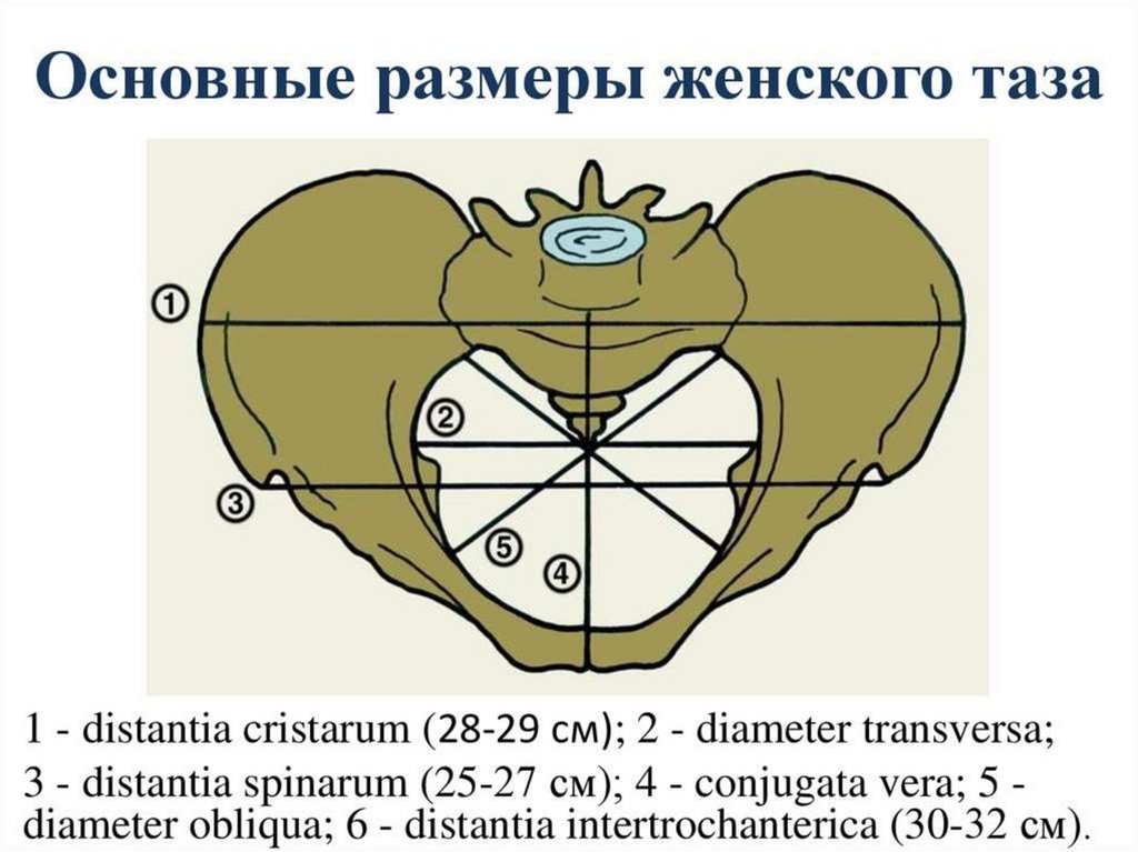 Акушерские размеры таза на рисунке