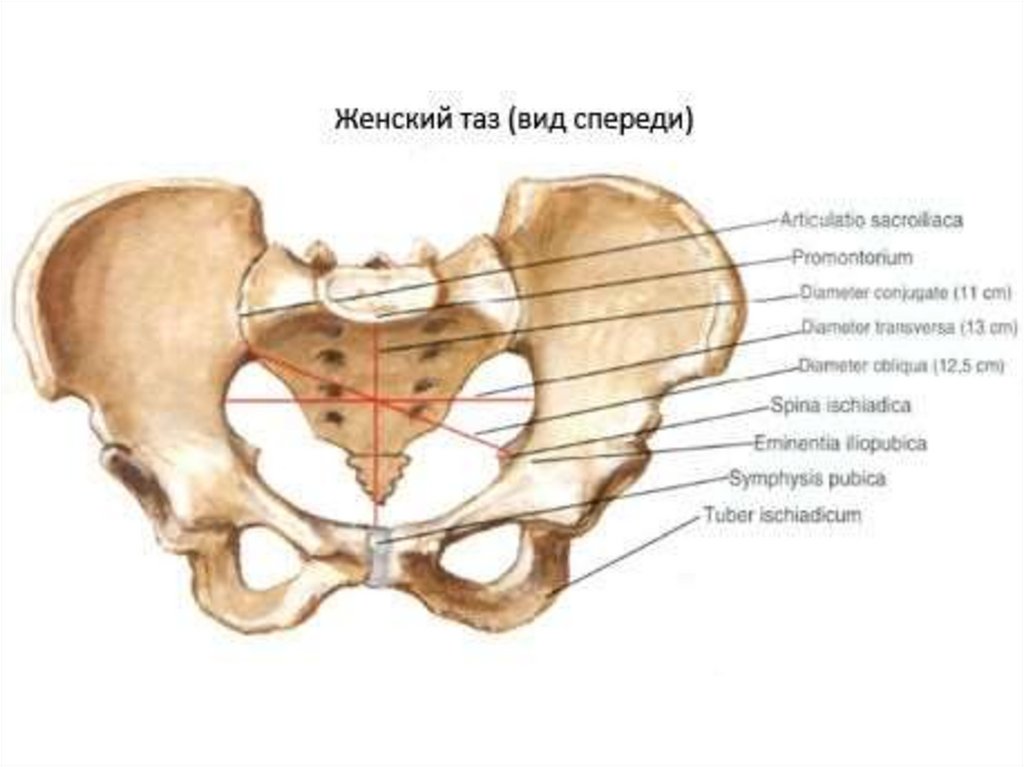 Таз у женщин. Анатомия малый таз кости. Тазовая кость малый таз. Малый таз у женщин кости. Кости малого таза женщины анатомия.