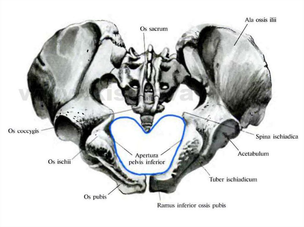 Малый таз свободная. Малый таз нижняя Апертура. Малый таз верхняя Апертура. Нижняя Апертура таза. Терминальная линия таза анатомия.