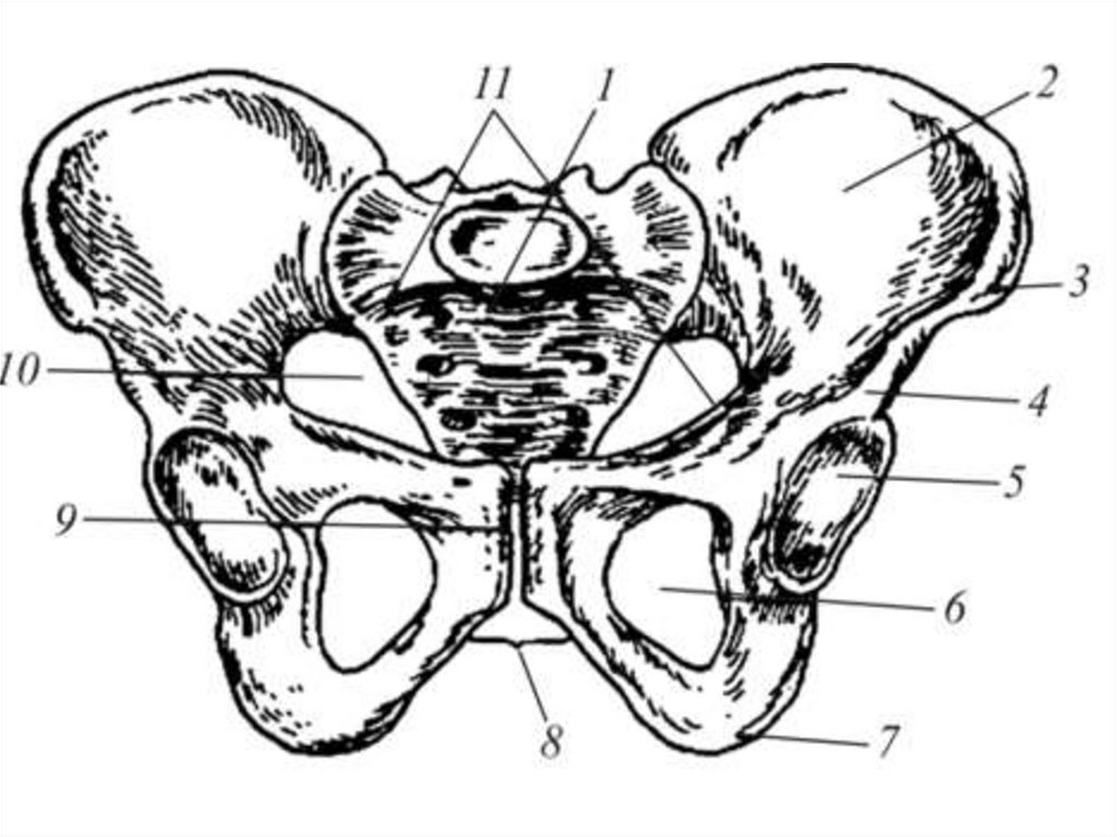 Таз и малый таз разница. Анатомия малого таза Акушерство. Конъюгаты таза анатомия. Строение женского таза Акушерство. Безымянная линия таза.