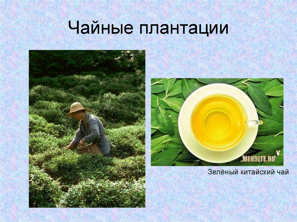 Чайные плантации