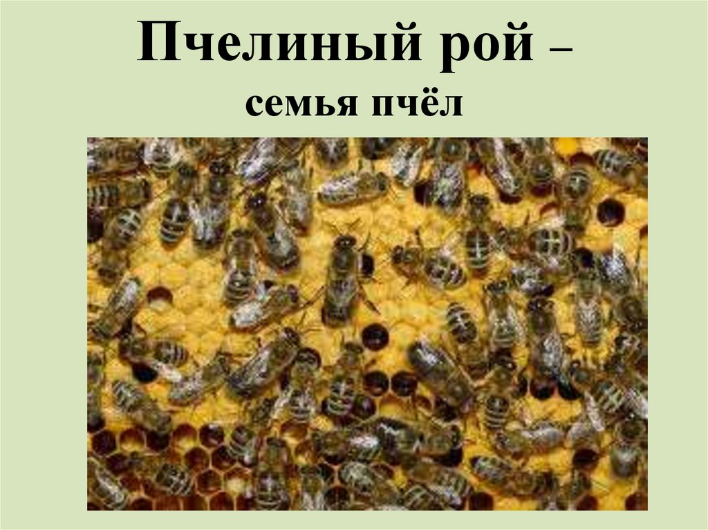 Семья пчел. Медоносные пчелы Рой. Пчелиная семья. Иерархия пчелиной семьи. Пчелиная семья Рой.