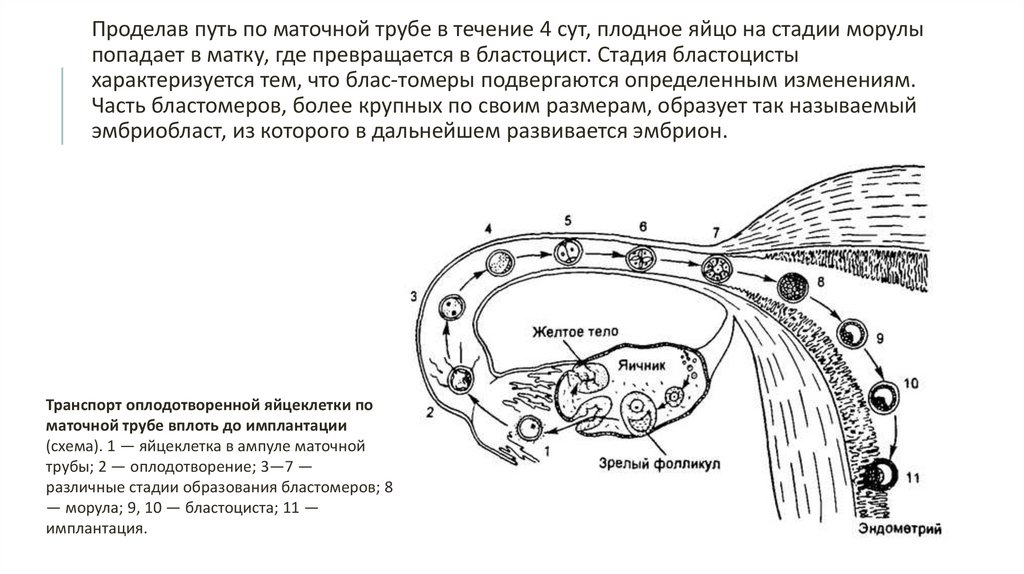 Оплодотворение и развитие плодного яйца презентация