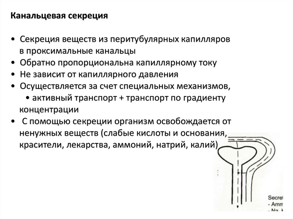 Секреция это. Канальцевая секреция схема. Механизм канальцевой секреции схема. Процессы канальцевой секреции физиология. Секреция почек физиология.