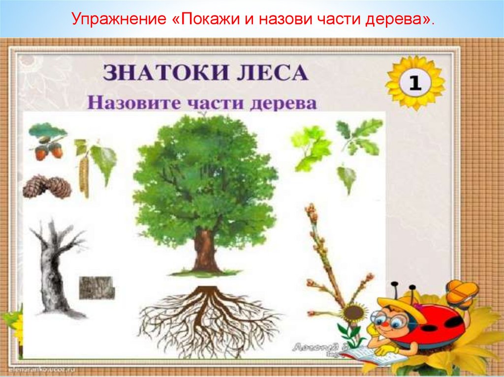 1 части дерева. Части дерева. Упражнение «покажи и назови части дерева».. Части дерева 1 класс. Презентация части дерева для дошкольников.