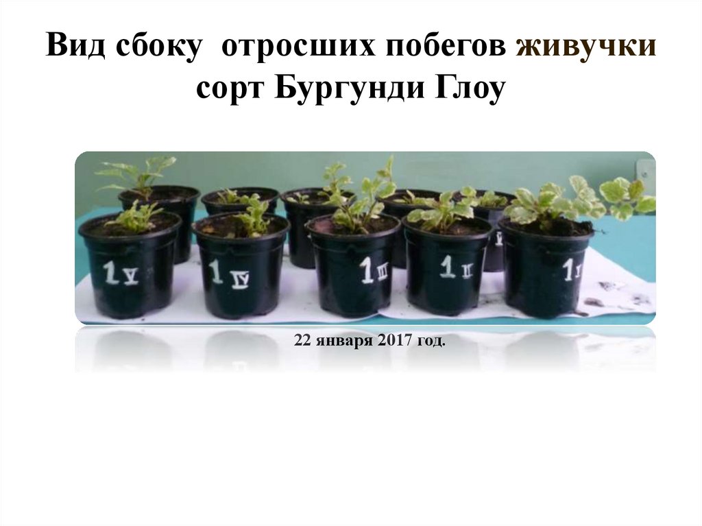 Вид сбоку отросших побегов живучки сорт Бургунди Глоу