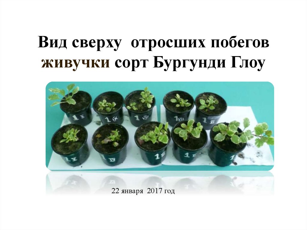 Вид сверху отросших побегов живучки сорт Бургунди Глоу