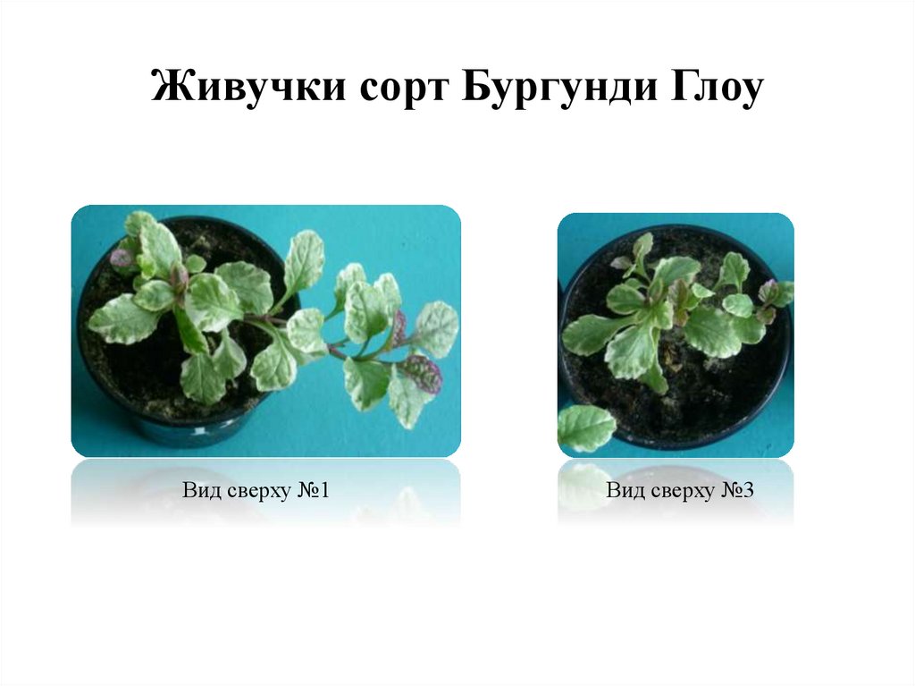 Живучки сорт Бургунди Глоу