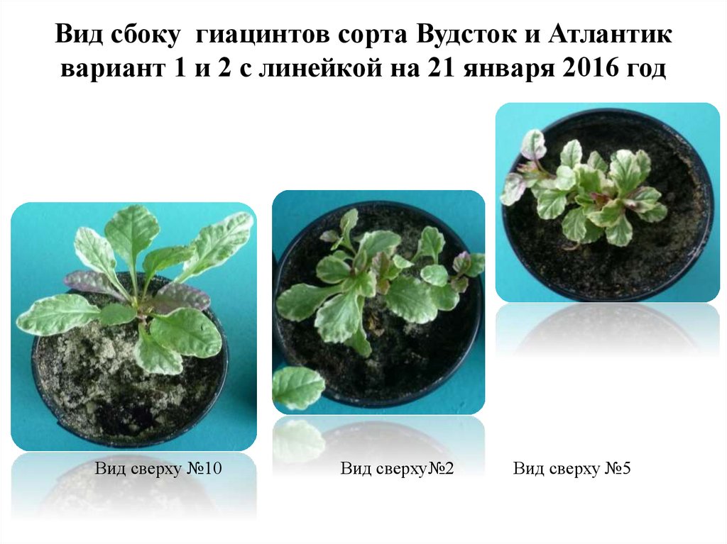 Вид сбоку гиацинтов сорта Вудсток и Атлантик вариант 1 и 2 с линейкой на 21 января 2016 год