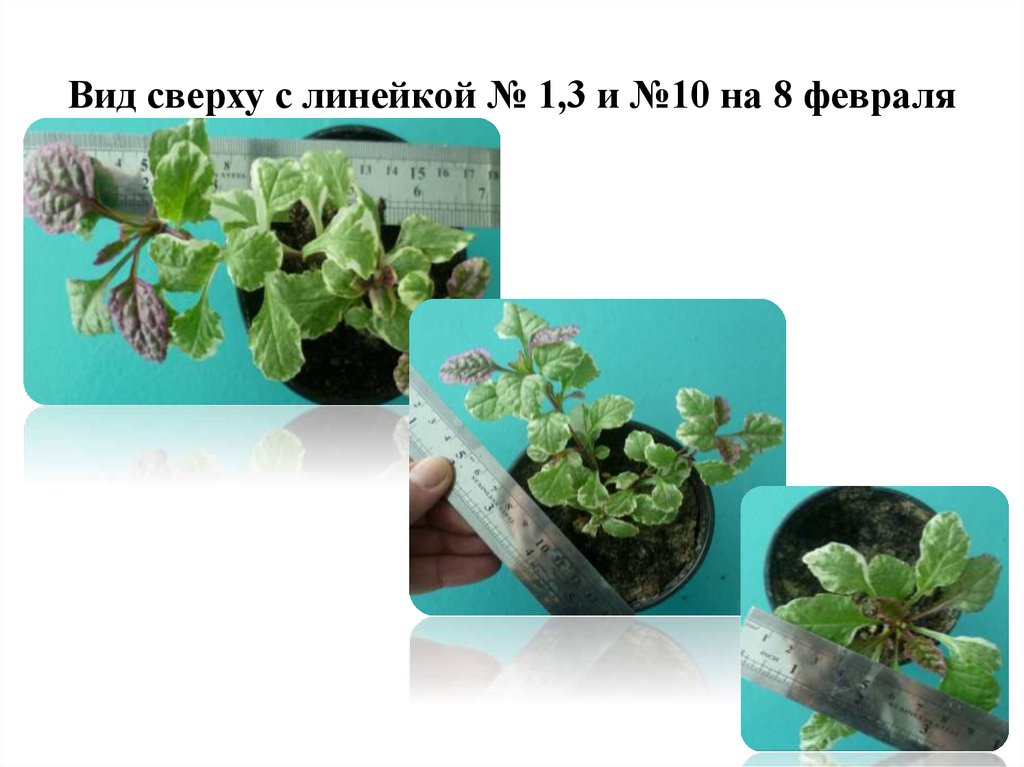 Вид сверху с линейкой № 1,3 и №10 на 8 февраля