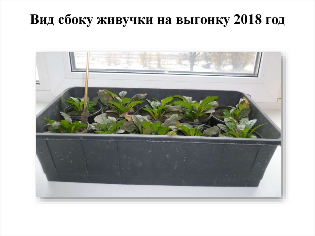 Вид сбоку живучки на выгонку 2018 год