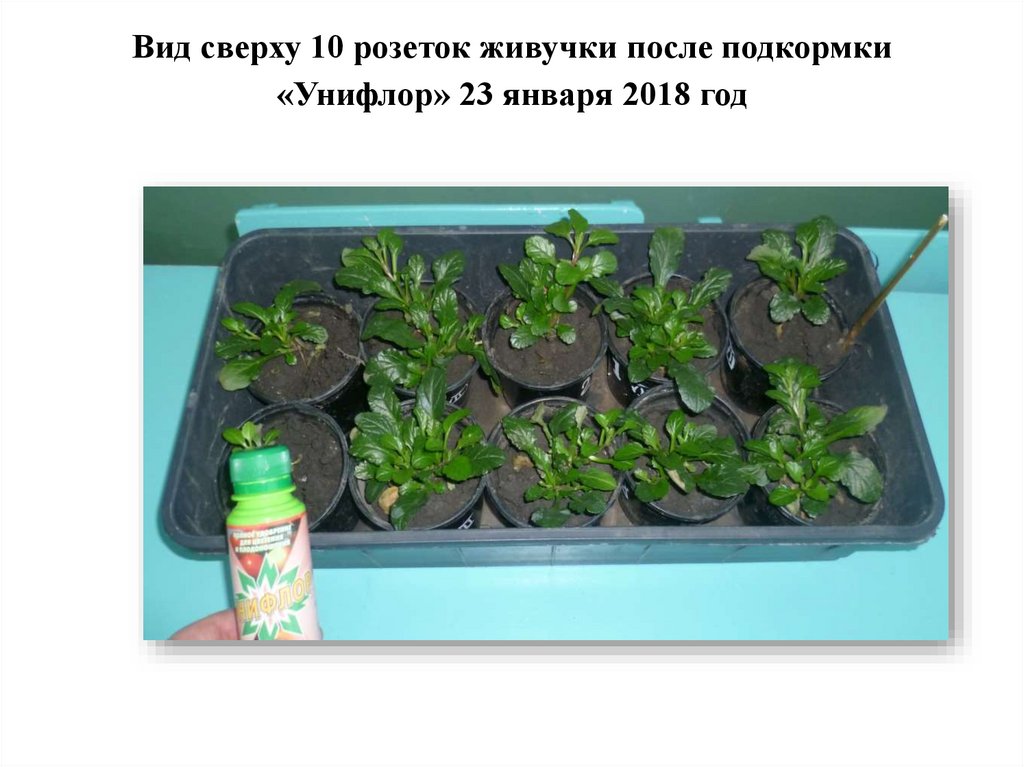 Вид сверху 10 розеток живучки после подкормки «Унифлор» 23 января 2018 год