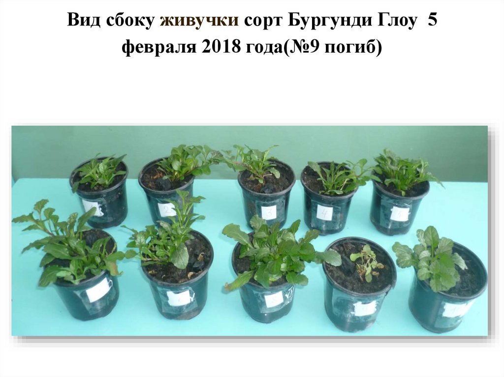 Вид сбоку живучки сорт Бургунди Глоу 5 февраля 2018 года(№9 погиб)