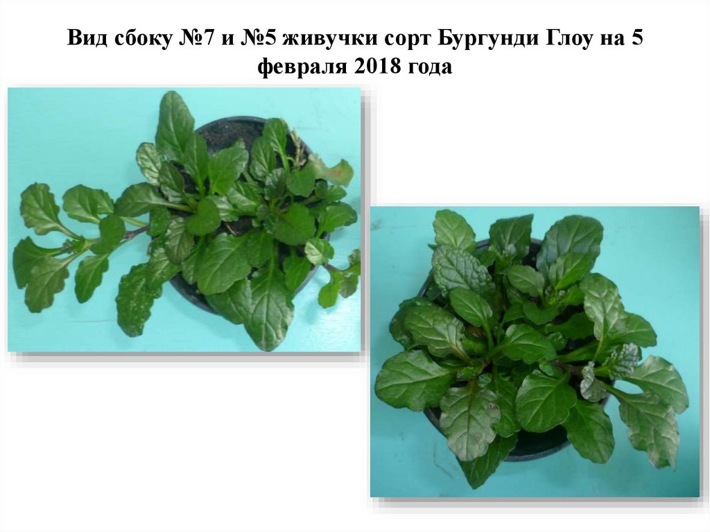 Вид сбоку №7 и №5 живучки сорт Бургунди Глоу на 5 февраля 2018 года