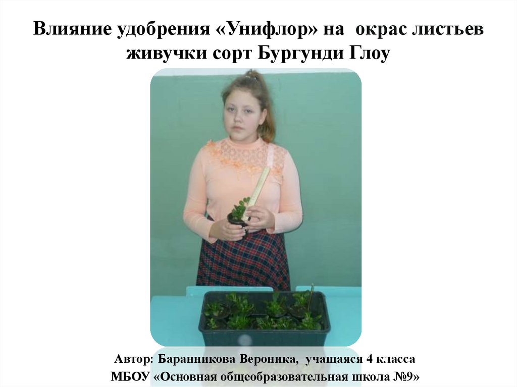 Влияние удобрения «Унифлор» на  окрас листьев живучки сорт Бургунди Глоу