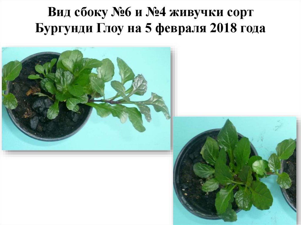 Вид сбоку №6 и №4 живучки сорт Бургунди Глоу на 5 февраля 2018 года