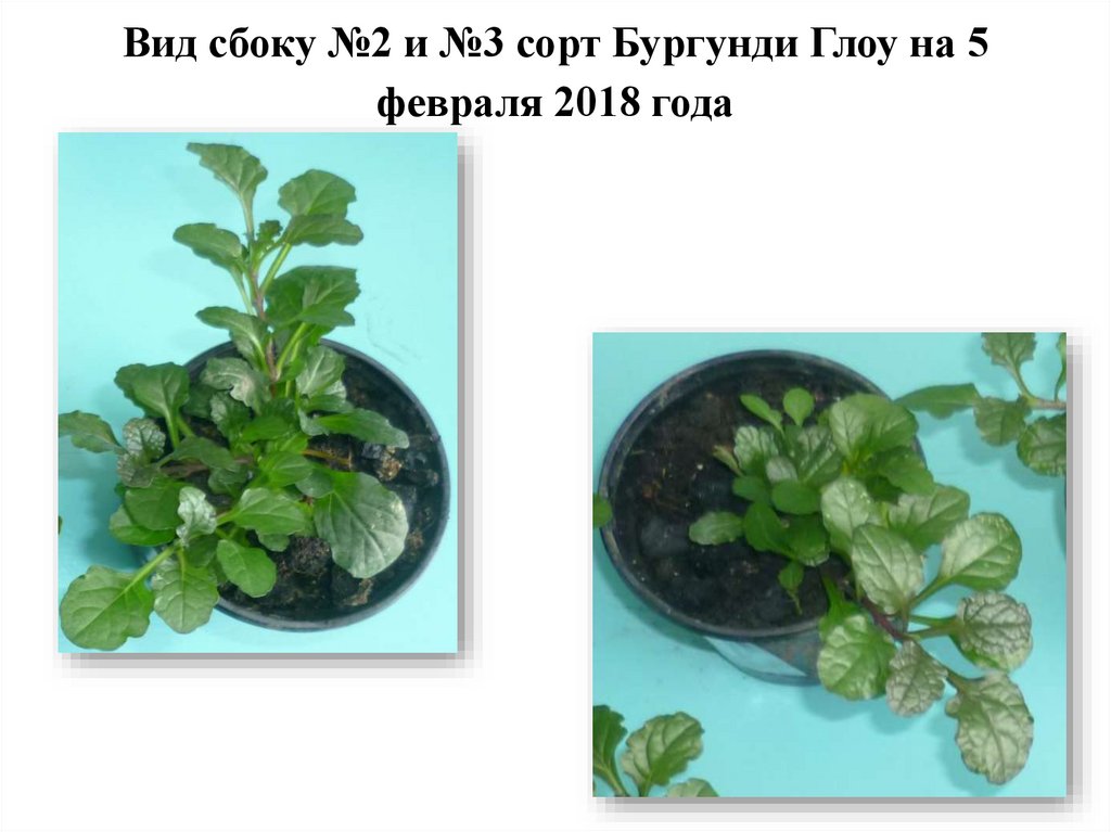 Вид сбоку №2 и №3 сорт Бургунди Глоу на 5 февраля 2018 года