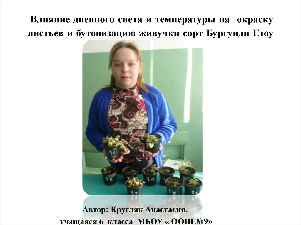 Влияние дневного света и температуры на окраску листьев и бутонизацию живучки сорт Бургунди Глоу