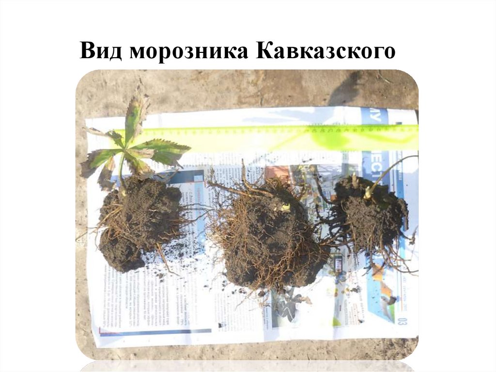 Вид морозника Кавказского