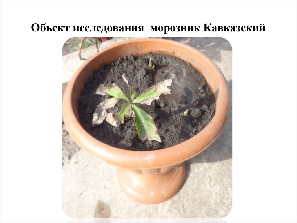 Объект исследования морозник Кавказский