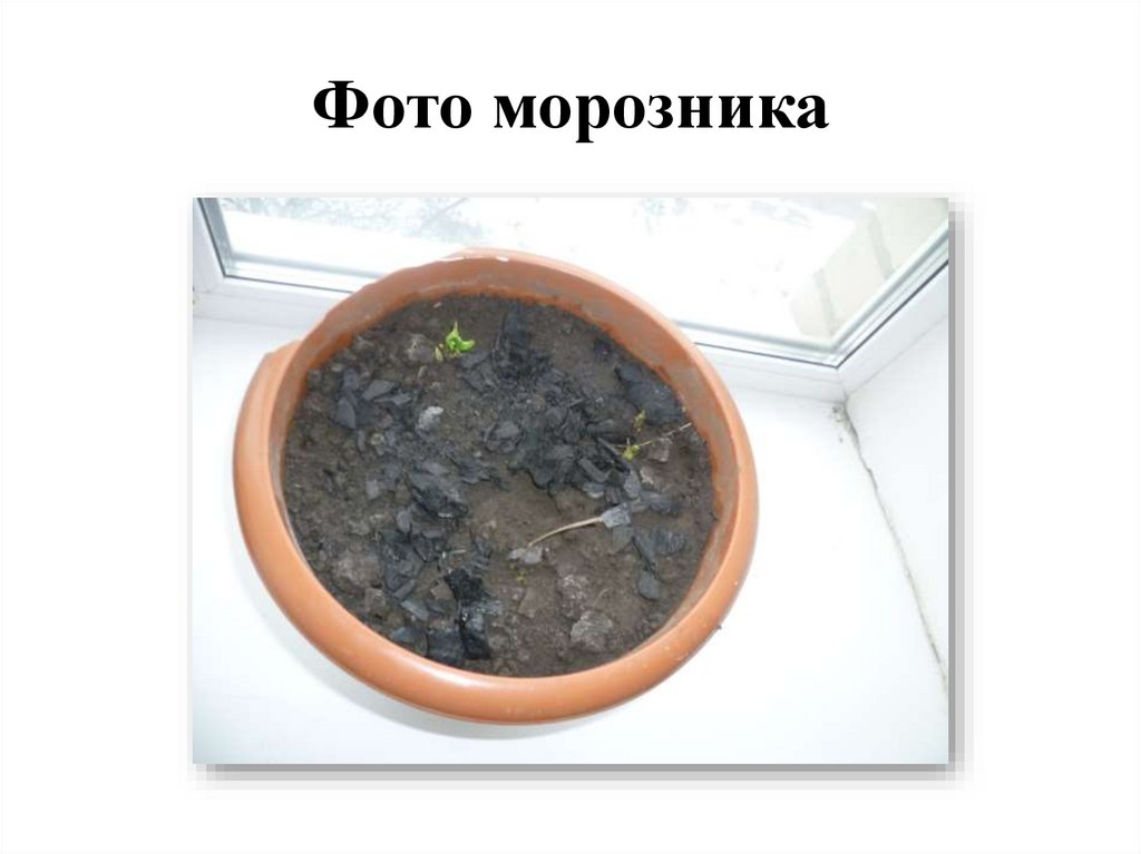 Фото морозника