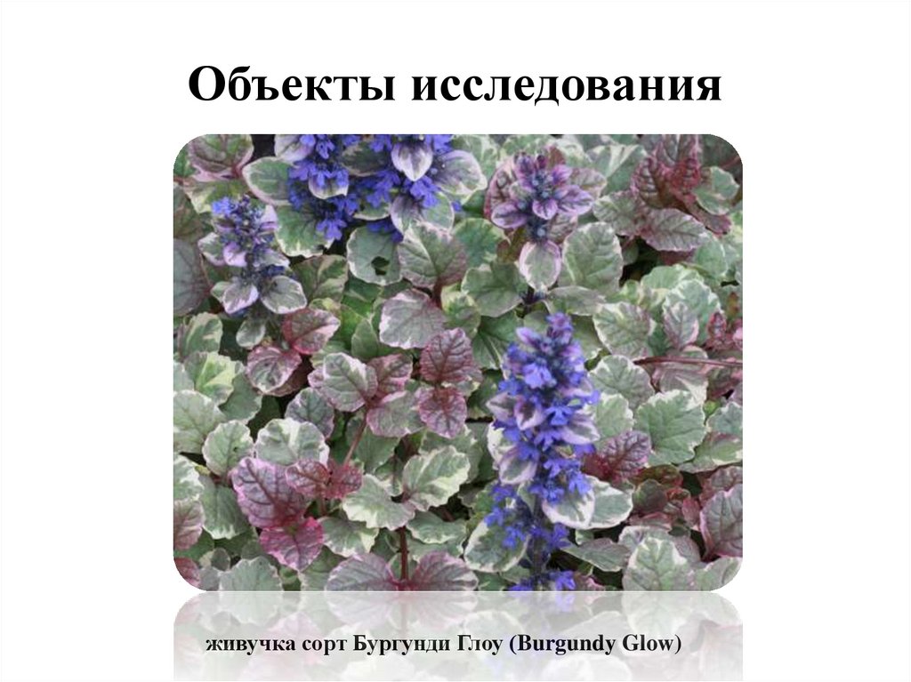 Объекты исследования