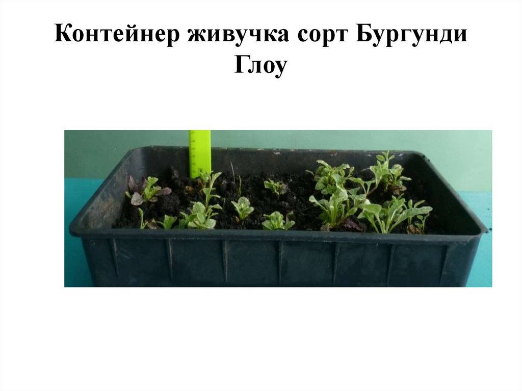 Контейнер живучка сорт Бургунди Глоу