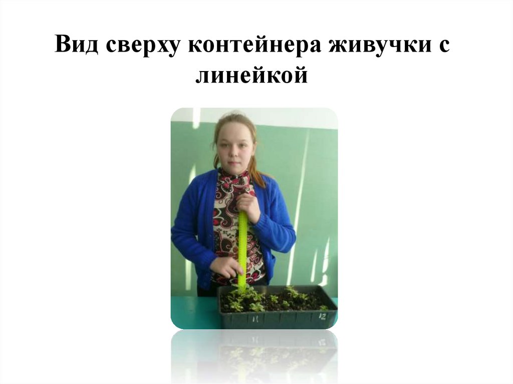 Вид сверху контейнера живучки с линейкой