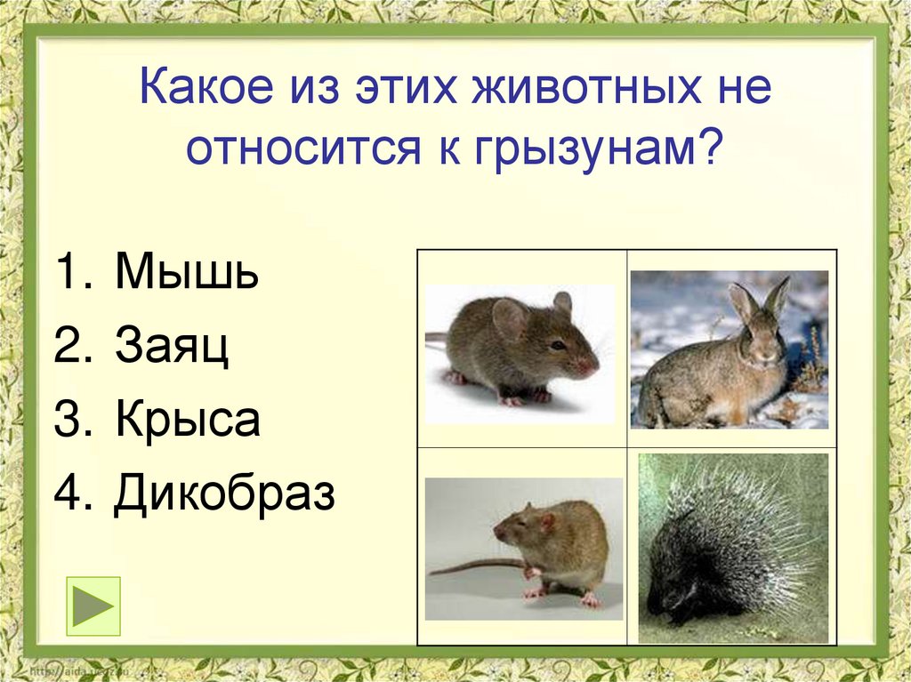К какому классу относится кролик. Какие животные относятся к грызунам. Зайца относится к виду грызунов. Мышь к какой группе животных относится. Заяц относится к грызунам.