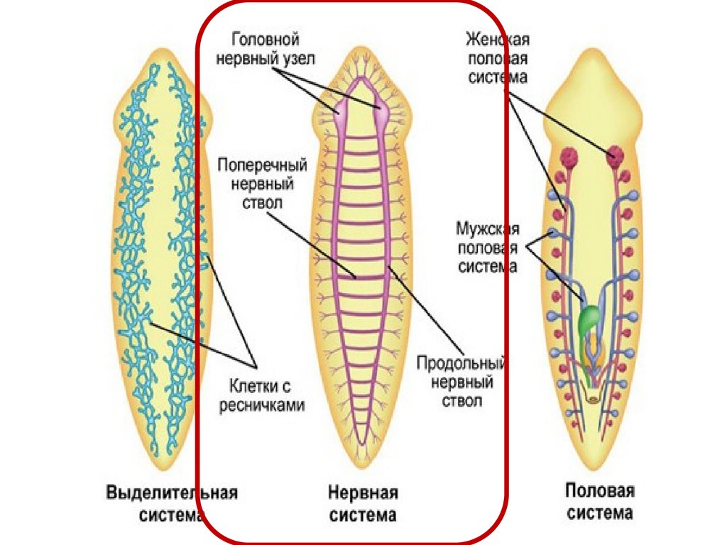 Плоские черви нервная система какого типа