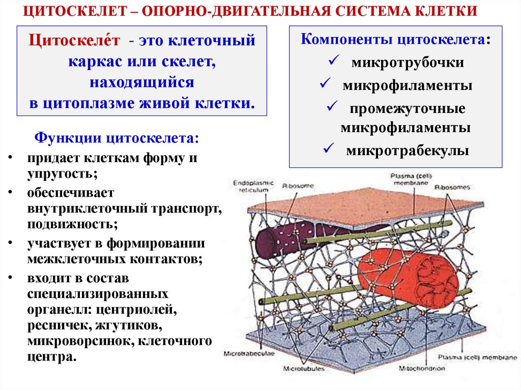 Немембранные органеллы: элементы цитоскелета (микротрубочки и микрофиламенты)  - презентация онлайн