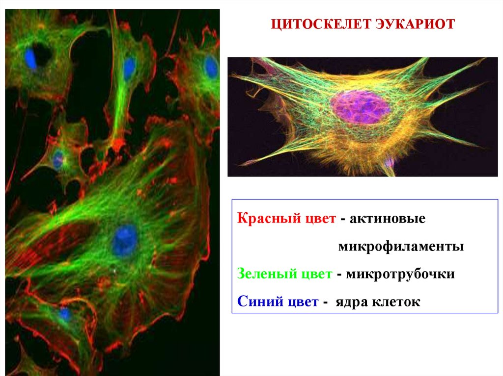 Цитоскелет клетки какой органоид. Микротрубочка цитоскелет. Цитоскелет клетки микрофотография. Цитоскелет флуоресцентная микроскопия. Цитоскелет 3д.