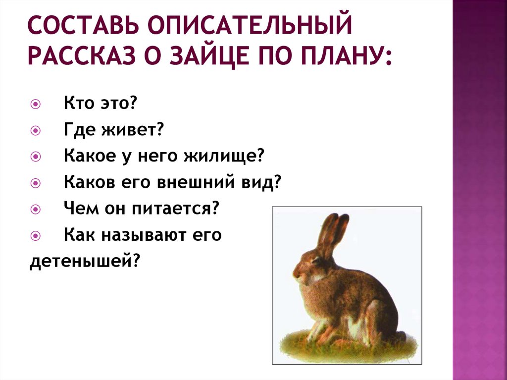 Любой описательный текст. Заяц составления описательного текста. Доклад про зайца. Заяц описательный рассказ для детей. Описательный рассказ про зайца.