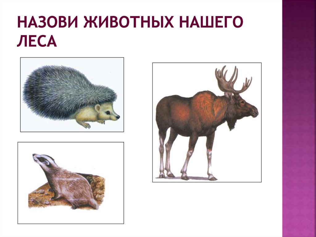 Д и назови животное. Назови животных. Как зовут обитателей армянского леса. Лишние животные тема описание зверей.