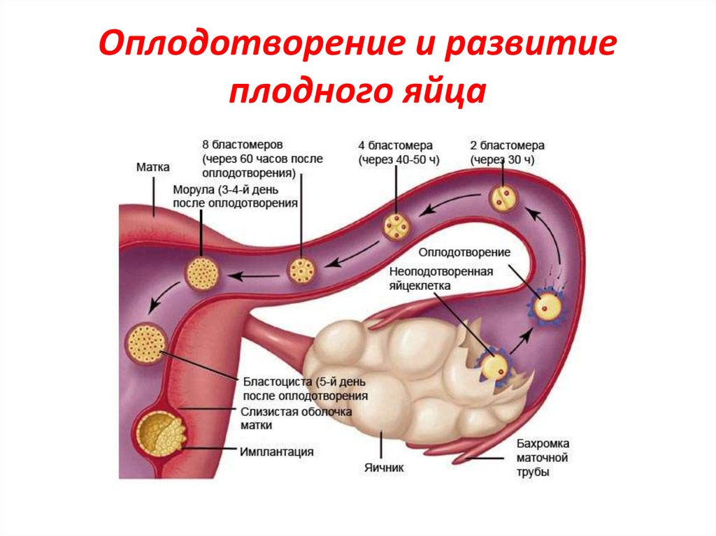 Процесс оплодотворения женщины схема