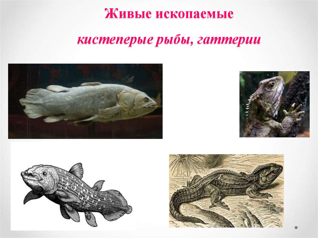 Кистеперые рыбы класс. Латимерия и гаттерия. Кистепёрые рыбы представители. Отряд кистеперые представители. Древние кистепёрые рыбы.