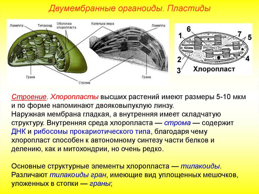 Соотнесите объекты с их обозначениями на рисунке наружная мембрана ламелла грана