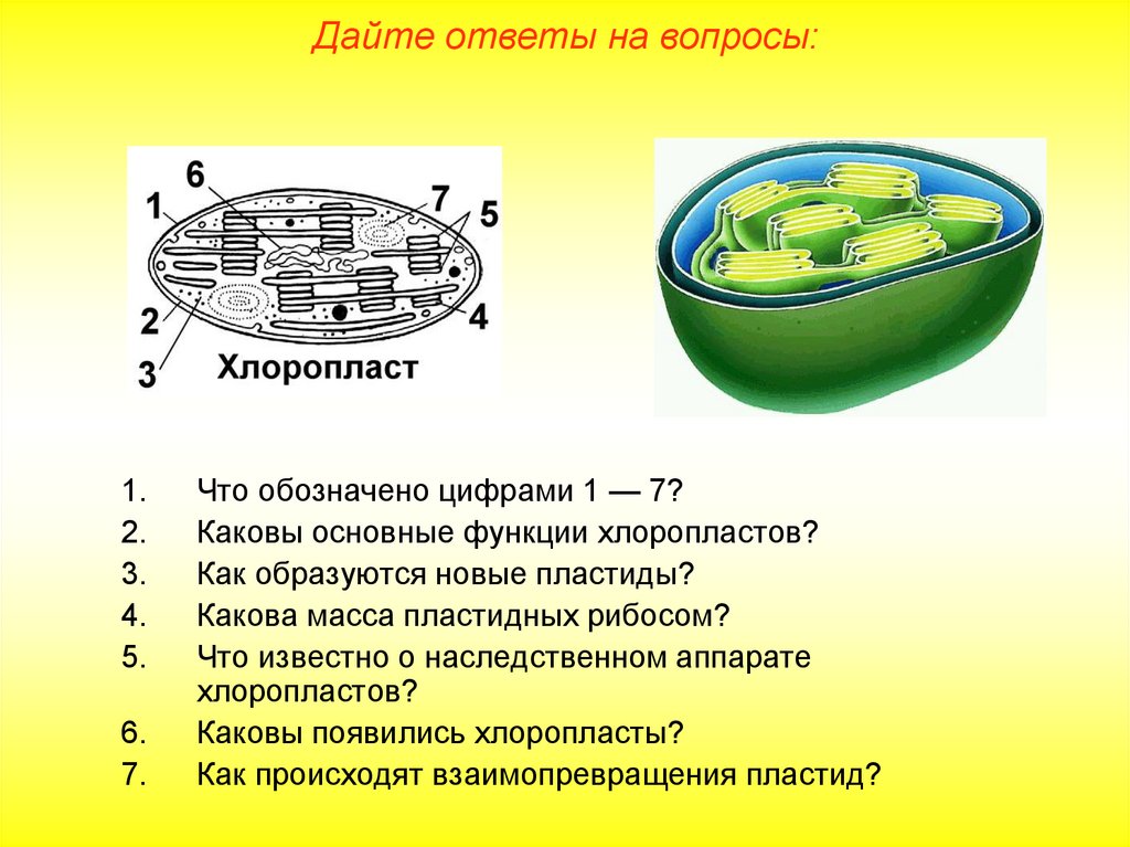 Какой цифрой на рисунке обозначена структура клетки которой имеют хлоропласты