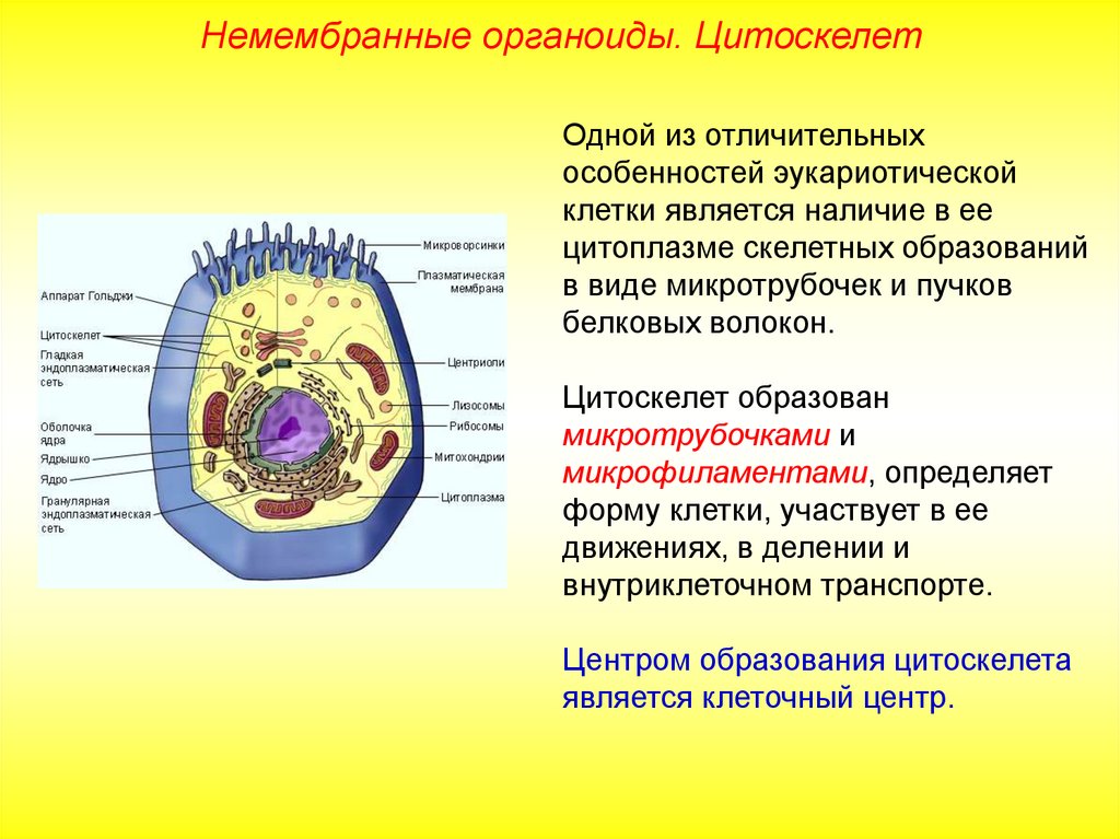 Запишите цифру которой эта органелла обозначена на рисунке