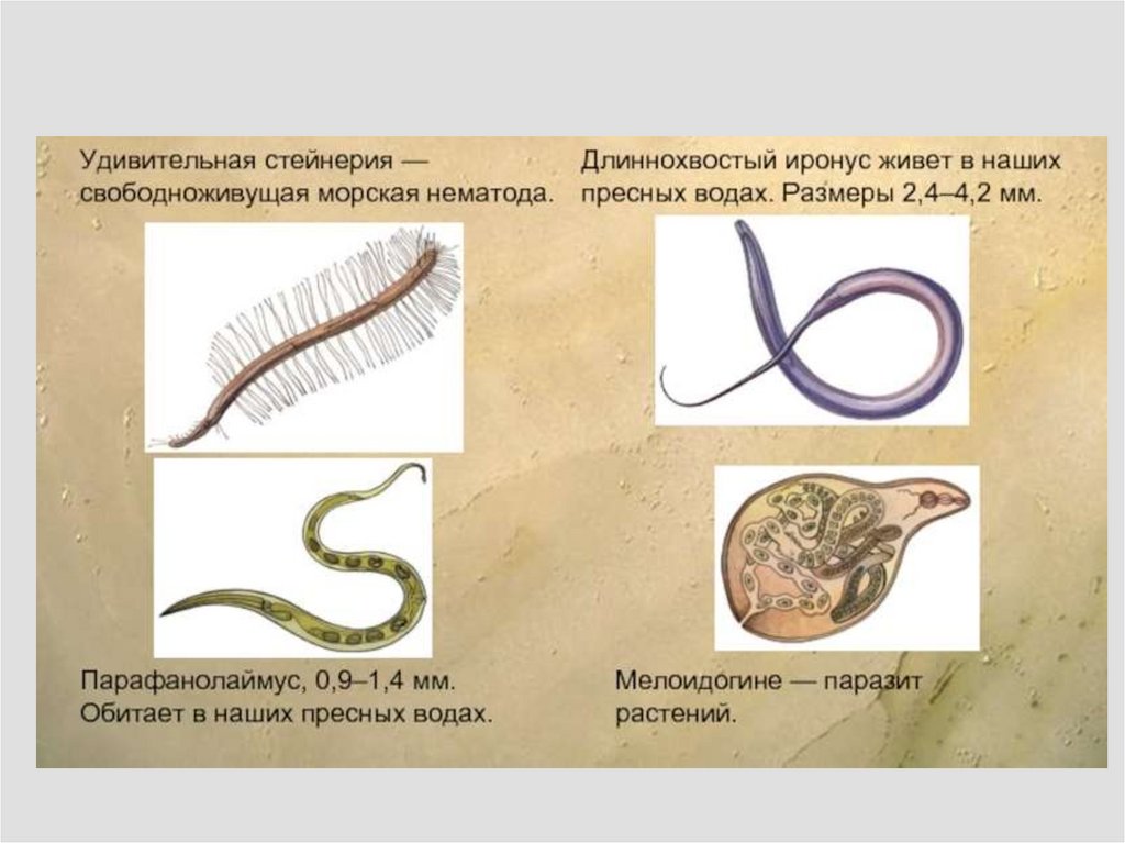 Круглые черви примеры названия. Паразитические черви Тип круглые черви. Свободноживущие круглые черви представители. Представители свободноживущих круглых червей. Круглые черви паразиты представители.