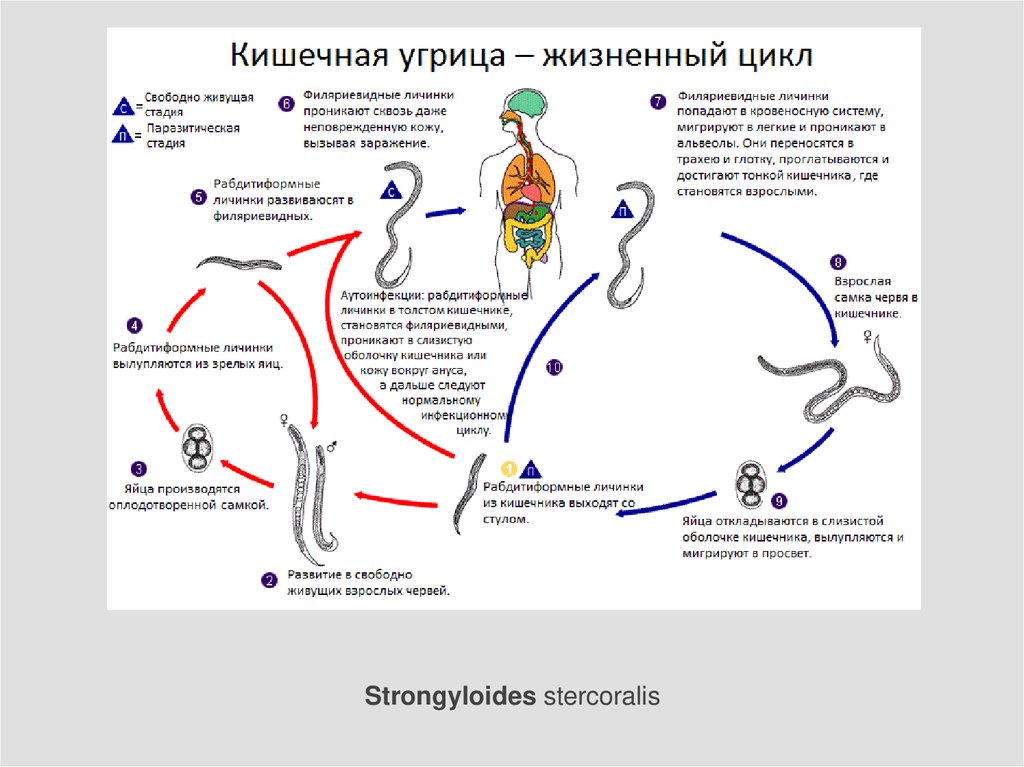 Жизненный цикл возбудителя. Жизненный цикл угрицы кишечной схема. Жизненный цикл угрицы кишечной. Угрица кишечная цикл развития. Цикл развития угрицы кишечной схема.
