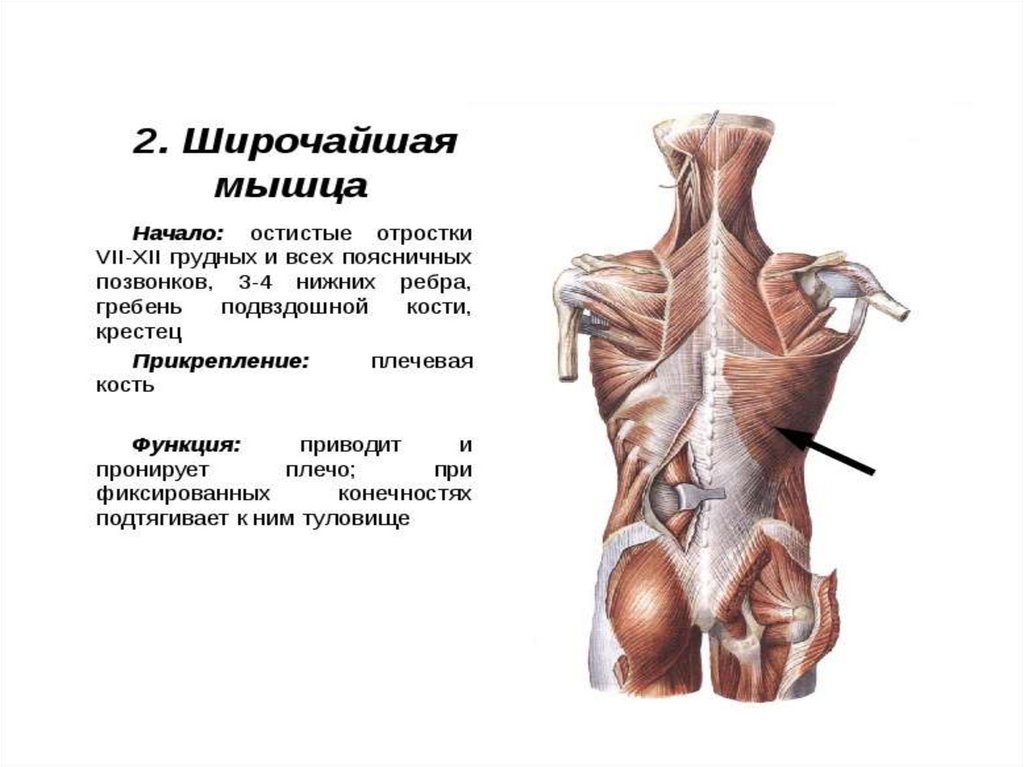 Функциональная анатомия мышц. Мышцы туловища и конечностей. Суставы торса. Поясничная мышца анатомия.