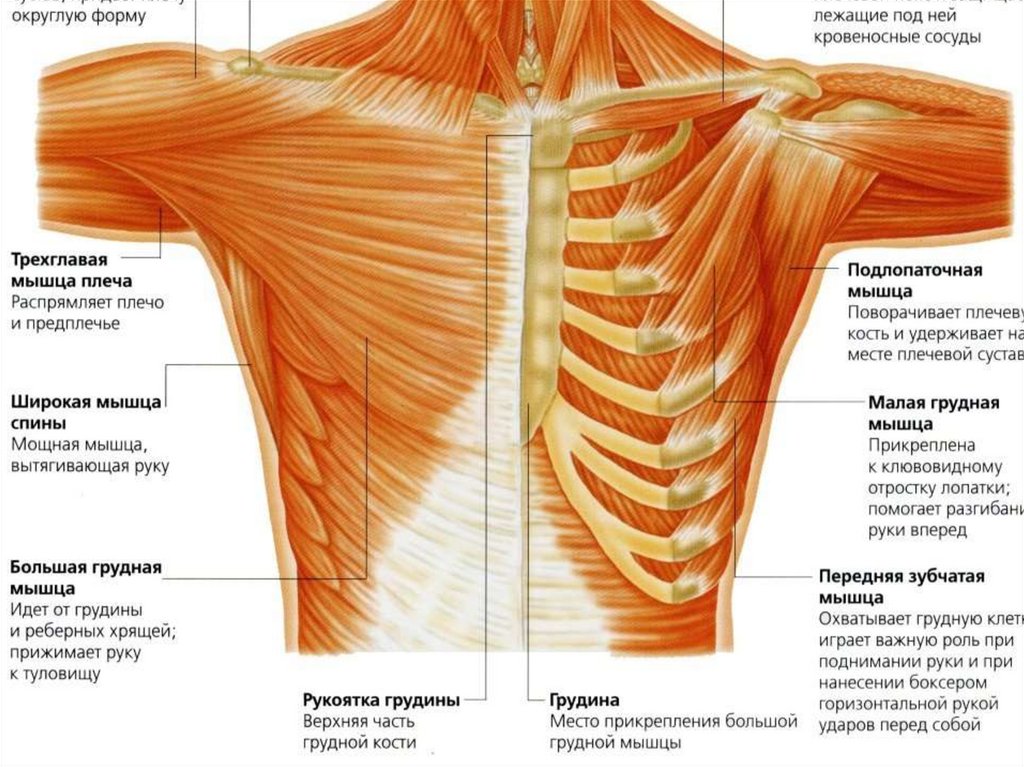 Мышцы плеча спереди анатомия