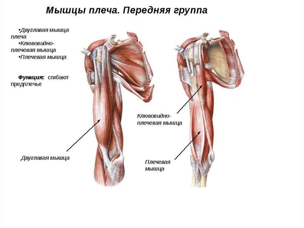 Мышцы плеча и предплечья анатомия картинки