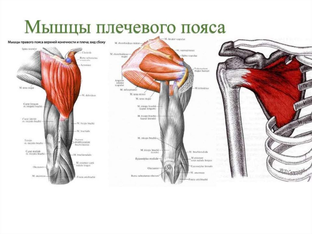 Мышцы рук и плеч. Мышцы плечевого пояса и плеча вид спереди. Мышцы плечевого пояса и плеча вид сзади. Мышцы верхнего плечевого пояса анатомия. Мышцы плеча спереди анатомия.