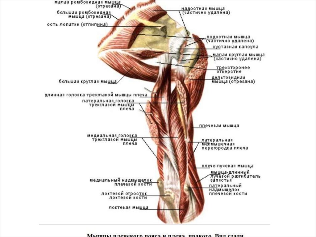Мышцы пле,евого поса дальтовидная. Мышцы верхней конечности Синельников. Мышцы верхнего плечевого пояса анатомия.