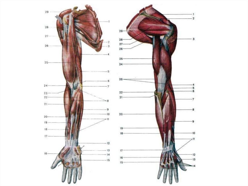 Название мышц костей. Мышцы верхней конечности мышцы предплечья. Мышцы верхней конечности кисти анатомия. Мышцы предплечья анатомия передняя группа. Мышцы предплечья схема анатомия.