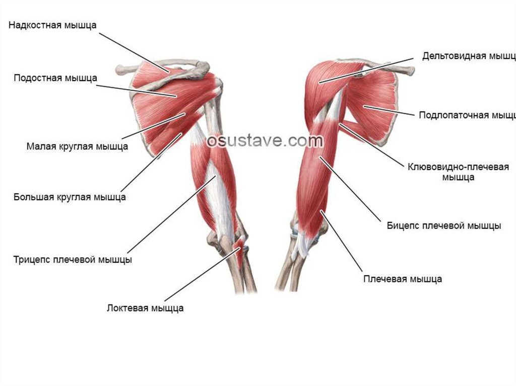 Плечевой сустав руки. Мышцы плечевого пояса анатомия. Мышцы плеча передняя группа анатомия. Анатомия плечевого сустава и мышц плеча. Мышечное тестирование плечевого сустава.